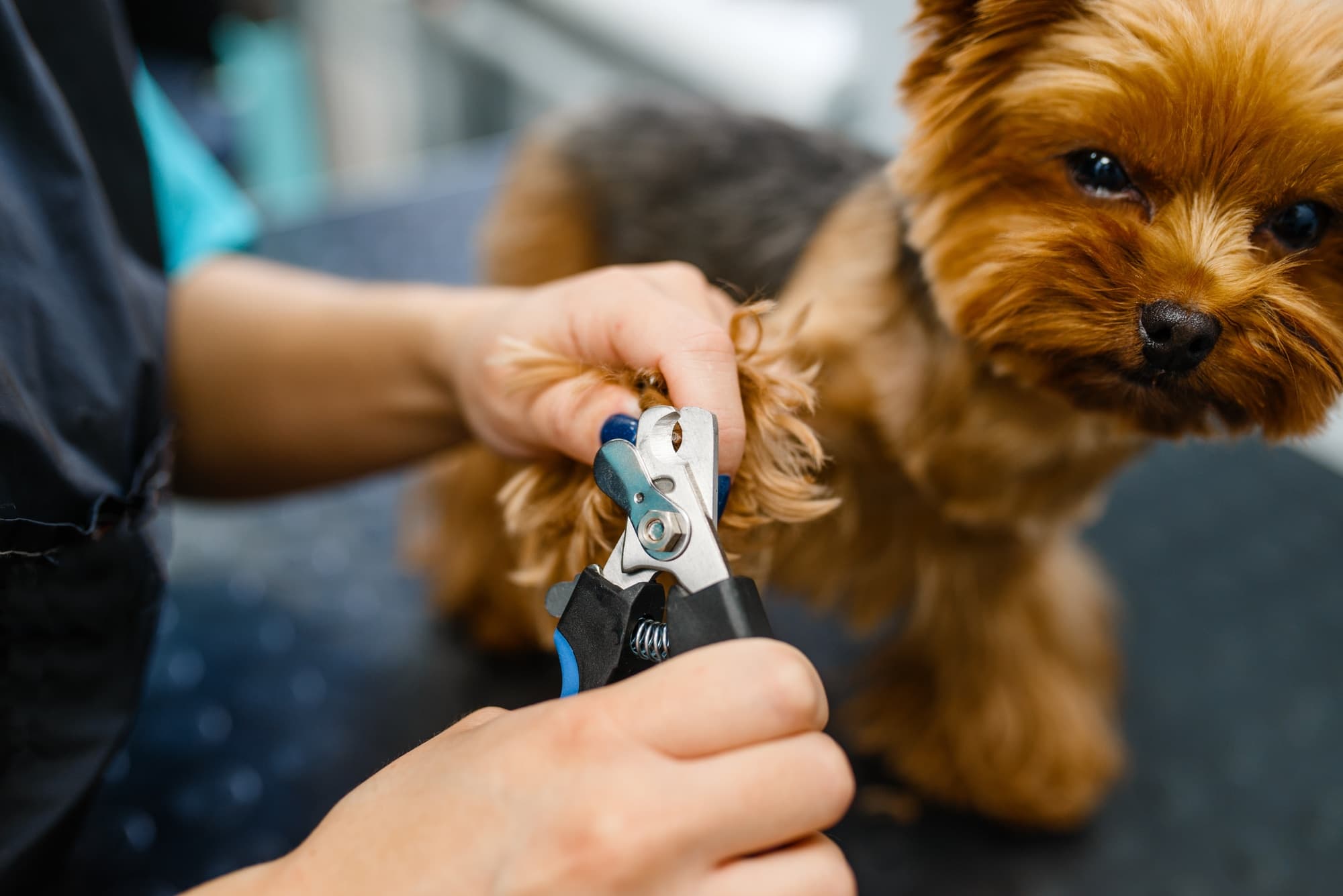 Pawfect Care